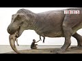 T. rex Skull Injuries Were Caused by Fights With Other T. rex | 7 Days of Science