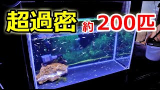 メダカ約200匹大移動！１日目で超過密！