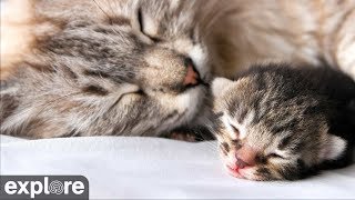Kitten Rescue - Baby Kittens Cam powered by EXPLORE.org