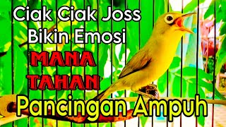 CIAK CIAK JOSS KECIAL KUNING PANCINGAN AMPUH AGAR KECIAL JOSS GACOR