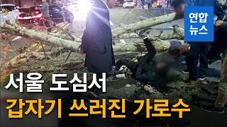 서울 도심서 갑자기 쓰러진 가로수…오토바이 운전자 다쳐 / 연합뉴스 (Yonhapnews)