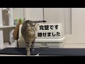 ちょっと報告　飼い主が離婚したのでうんこを隠す猫