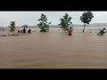 ribuan sapi terhayut‼️ akibat banjir bandan diludoyo blitar