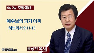 부산영락교회_20230402_주일설교_예수님의 피가 어찌_히브리서 9장11-15절_윤성진목사_라이브