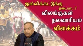 Jallikattu in chennai | new guidelines soon tamil live news, tamil news today, tamil redpix