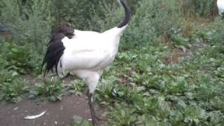 Japanese cranes (Grus japonensis)