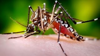 DDT decay and the rise of mosquito population