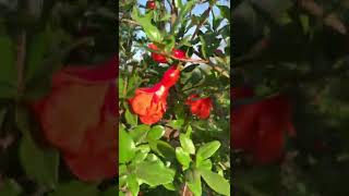 Flowering stage pomegranate