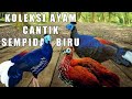 Koleksi Ayam Sempidan Biru Cantik