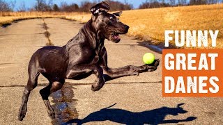 Funny Great Danes Moments