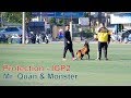 Part 11: Mr. Quan & Malinois Monster/ Protection - IGP2/ NhamTuatTV - Dog in Vietnam