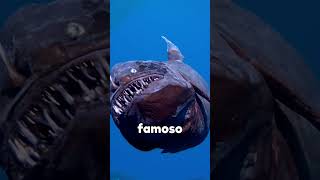 O REAL TAMANHO DO PEIXE DIABO NEGRO! #curiosidades