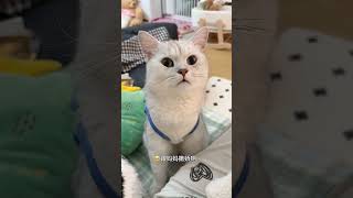 救命！小猫撒娇的喊妈妈谁顶得住啊 #萌宠出道计划 #被猫猫治愈的瞬间 #好懂事的猫猫 #小猫叫妈妈 #小猫撒娇 #热门