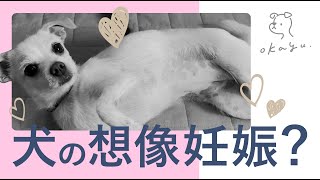 【想像妊娠】犬が想像妊娠したらどうなるの？避妊手術と病気のリスクについて