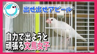 文鳥の出せ出せアピール～自力で出ようと頑張る文鳥女子