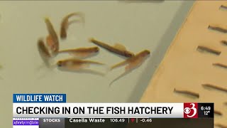 Wildlife Watch: Fish hatchery production is a year-round operation