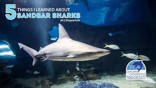 5 Things I Learned About Sandbar Sharks