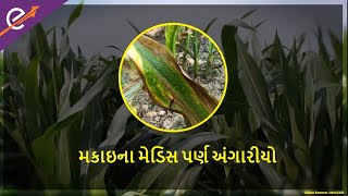 મકાઈમાં મેડિસ પાનનો સડો | Management of maydis leaf blight in maize