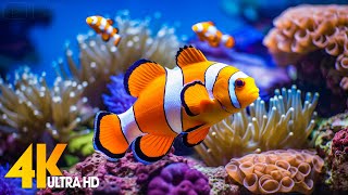 Aquarium 4K VIDEO (ULTRA HD) 🐠 Beautiful Coral Reef Fish - Relaxing Sleep Meditation Music #42
