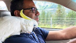 Cockatoo Finds Love at First Sight With Man Who Rescued Him