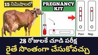 Early Pregnancy diagnosis in dairy cows buffaloes 28 రోజులకే చూడి పరీక్ష రైతే సులభంగా చేసుకోవచ్చు