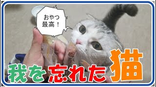 【声あり】猫におやつ「いなばチャオ焼きかつお」をあげたら我を忘れて暴走ｗ　When I gave my cat a snack, he forgot!