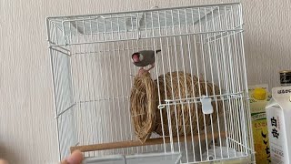 カゴに入れられると焦る文鳥　あずき　java sparrow