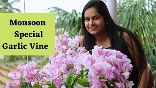 Garlic vine/Mansoa alliacea: Must grow Flowering vine for Gardening Lovers