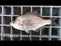 今だから釣れる魚は？豊浜釣り桟橋 サビキ釣り