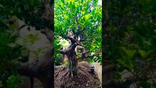 INILAH POTRET INSPIRASI BONSAI ELEGAN