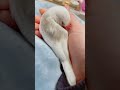 a cute java sparrow in my hand【yukimi chan】　 shorts　 javasparrow