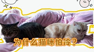 为什么猫咪怕冷？#养猫经验分享