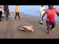 siva ram ఈసారి చేపల తో పాటు తాబేలు కూడా పడింది net fishing sea beach telugu sivaram fishing