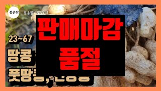 (판매마감) 봉춘팜 땅콩농사 | 땅콩 수확 적기 햇땅콩 수확 풋땅콩 건땅콩 땅콩 (품절)