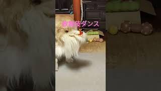 機嫌がいいのでお得意のダンスをたくさん見せてくれた犬のムーちゃん