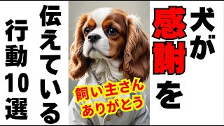 犬がありがとうと言っている行動10選