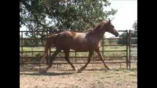 Pecan Creek Celestial Harp (aka Janie)