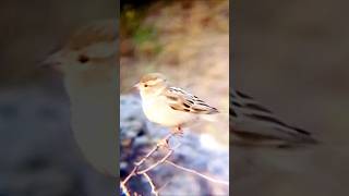 Sparrows: The Most Interesting Birds