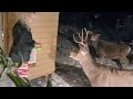 hand feeding deer in my christmas pajamas