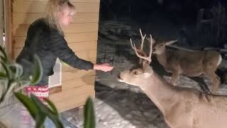 Hand Feeding DEER in my Christmas Pajamas!