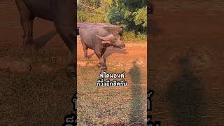 มารอแต่เช้า #ควายงาม #ควาย #ควายไทย #เลี้ยงควาย #animals #buffalo #love #funny #farming #น่ารัก