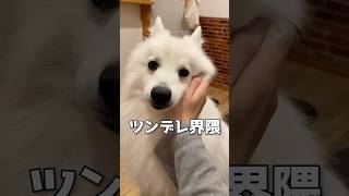 すごく撫でてもらいたいときのツンデレ日本スピッツ　#スピッツ犬　#癒し動画　#ツンデレ