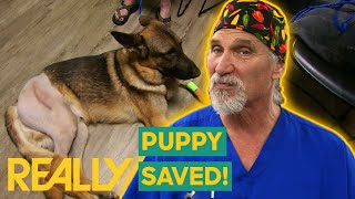 Dr. Jeff Saves A German Shepherd Puppy From Being Put Down! | Dr. Jeff: Rocky Mountain Vet