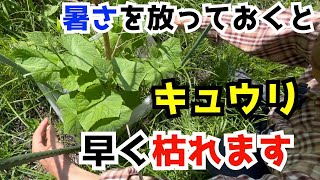 【キュウリ】猛暑からキュウリを守る最高の暑さ対策！長く収穫できる３つのポイント