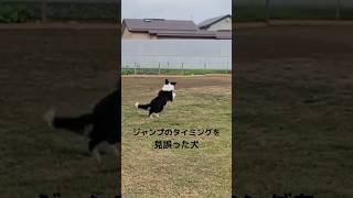 【愛犬ボンド】ボールキャッチ失敗 #犬 #愛犬のいる生活 #shorts