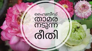 വളരെ എളുപ്പത്തിൽ മുപ്പത് ദിവസം ത്തിനുള്ളിൽ  താമരപൂവുകൾ  വിരിയിക്കാം