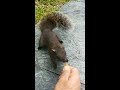 adorable squirrels 可爱的松鼠 ardillas adorables