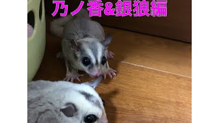 【フクロモモンガ 】Sugawara's family 乃ノ香\u0026銀狼のひょこひょこタイム　フクモモ  小動物　Peep their face flickering smallanimal pets