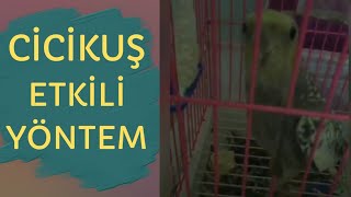 KUŞUNUZU KESİN KONUŞTURACAK SULTAN PAPAĞANI (Cicikuş) 1 Saat