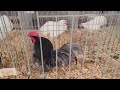 southern california poultry show scna and aba serama show